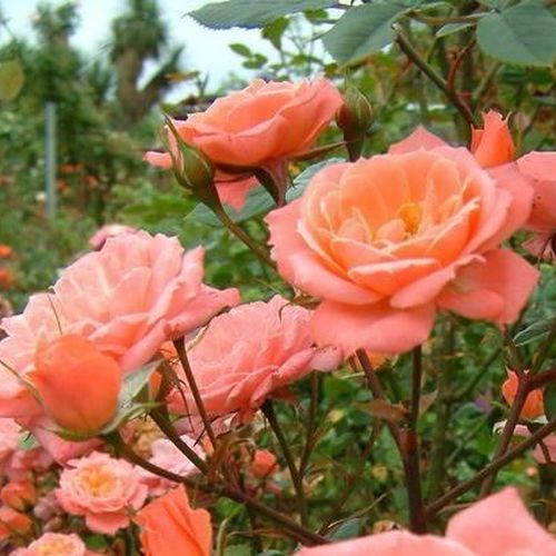 Růžová - Stromková růže s drobnými květy - stromková růže s převislou korunou